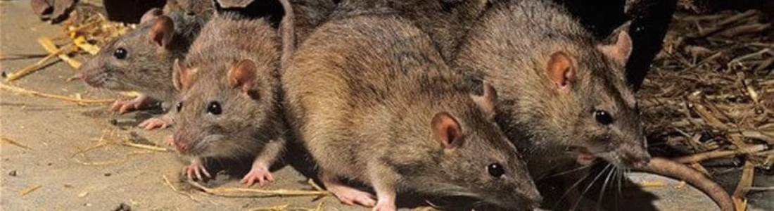 Infestação de Ratos em Residência  24 HORAS